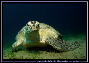 Encounter with this big Turtle in the Red Sea... :O)... by Michel Lonfat 